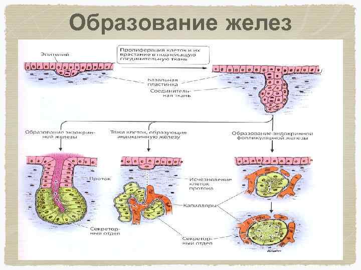 Образует железы