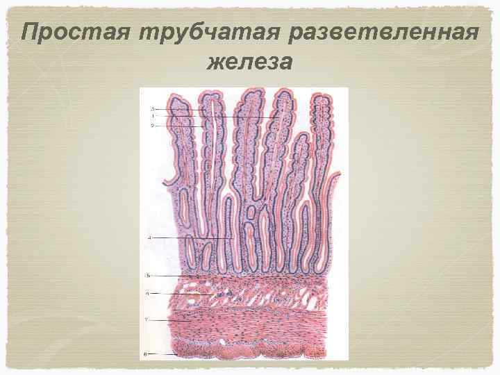 Трубчатая железа. Пилорический отдел желудка гистология. Простая неразветвленная трубчатая железа препарат гистология. Железистый эпителий желудка гистология. Пилорический отдел желудка препарат.