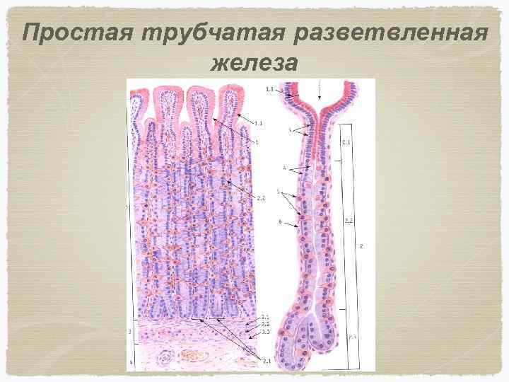 Простая трубчатая разветвленная железа 