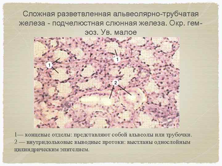 Сложная железа. Альвеолярно трубчатая железа гистология. Сложная трубчатая разветвленная железа. Сложные разветвленные альвеолярно-трубчатые железы. Сложная альвеолярно-трубчатая железа.