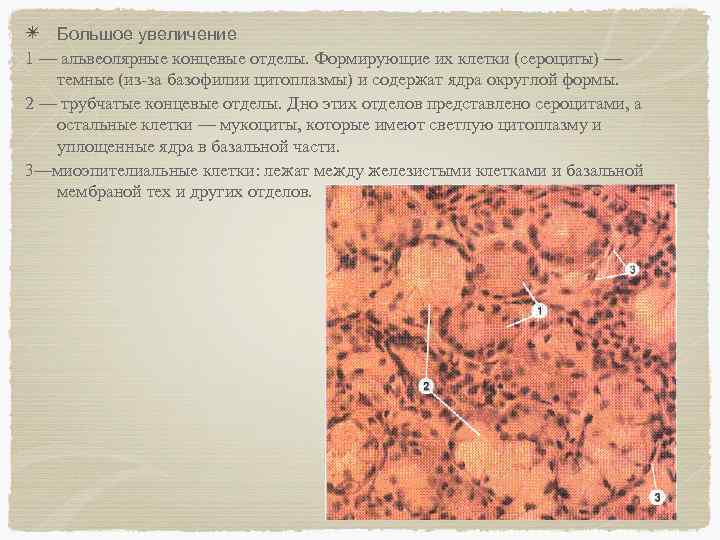 Увеличение больших половых. Сероцит гистология. Определите ткани гистология. Сероциты концевой отдел.