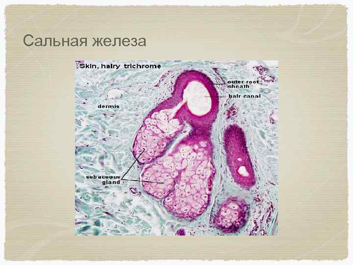 Сальная железа 