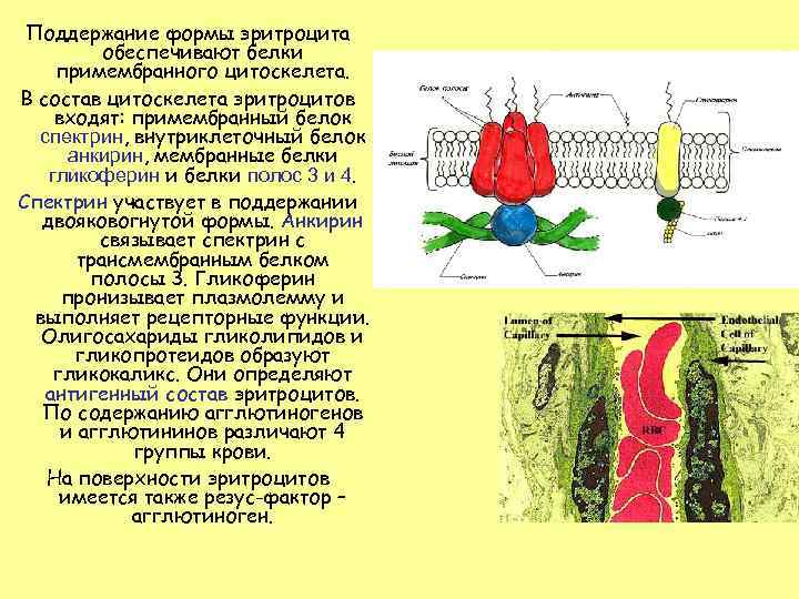 Поддержание формы эритроцита обеспечивают белки примембранного цитоскелета. В состав цитоскелета эритроцитов входят: примембранный белок