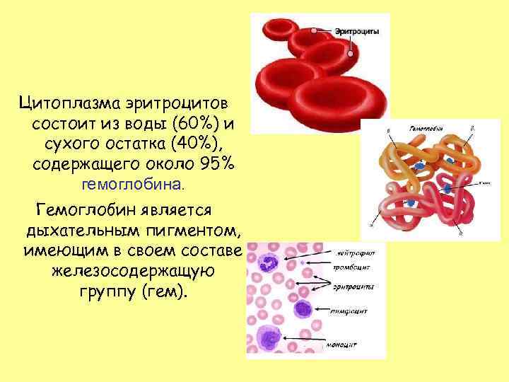 Наличие эритроцитов