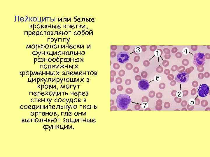 Лейкоциты или белые кровяные клетки, представляют собой группу морфологически и функционально разнообразных подвижных форменных