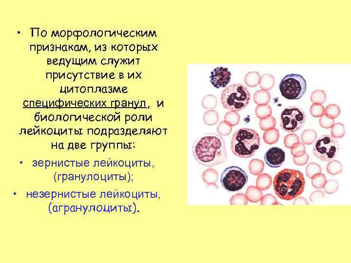  • По морфологическим признакам, из которых ведущим служит присутствие в их цитоплазме специфических