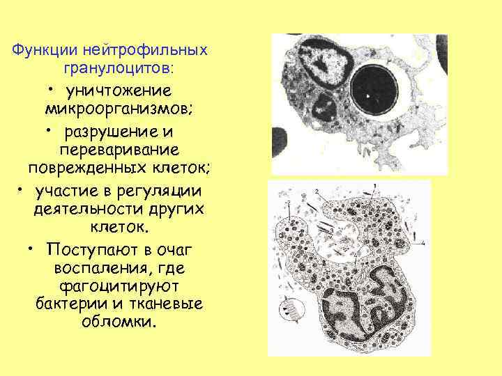 Функции нейтрофильных гранулоцитов: • уничтожение микроорганизмов; • разрушение и переваривание поврежденных клеток; • участие