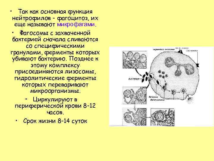  • Так как основная функция нейтрофилов - фагоцитоз, их еще называют микрофагами. •