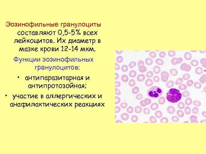 Цитоплазма эозинофилов. Эозинофильные гранулоциты гистология. Строение эозинофильных лейкоцитов. Эозинофильные гранулоциты строение и функции. Эозинофильные гранулоциты функции.