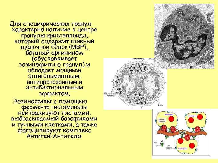 Для специфических гранул характерно наличие в центре гранулы кристаллоида, который содержит главный щелочной белок