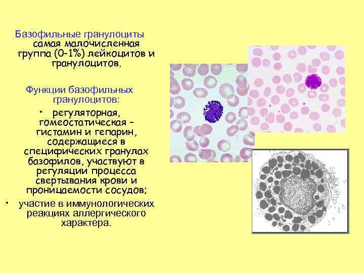 Базофильные гранулоциты самая малочисленная группа (0 -1%) лейкоцитов и гранулоцитов. Функции базофильных гранулоцитов: •