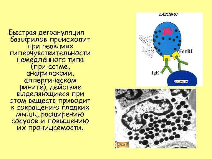 Быстрая дегрануляция базофилов происходит при реакциях гиперчувствительности немедленного типа (при астме, анафилаксии, аллергическом рините),