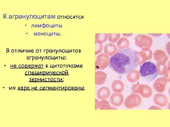 К агранулоцитам относятся • лимфоциты • моноциты. В отличие от гранулоцитов агранулоциты: • не