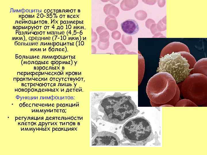 Лимфоциты составляют в крови 20 -35% от всех лейкоцитов. Их размеры варьируют от 4