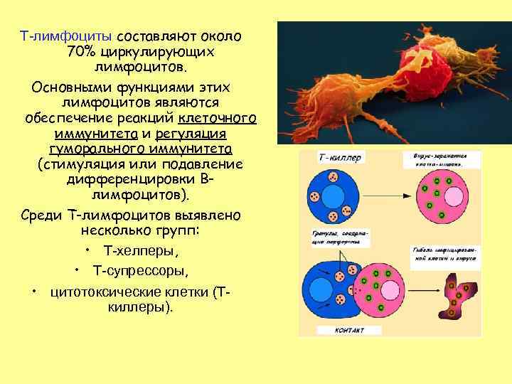 Т-лимфоциты составляют около 70% циркулирующих лимфоцитов. Основными функциями этих лимфоцитов являются обеспечение реакций клеточного