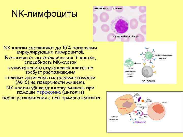 Способность клетки