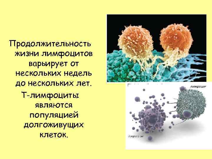 Продолжительность жизни лимфоцитов варьирует от нескольких недель до нескольких лет. Т-лимфоциты являются популяцией долгоживущих