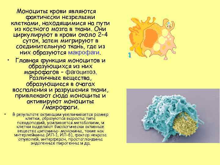  • Моноциты крови являются фактически незрелыми клетками, находящимися на пути из костного мозга