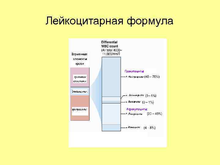 Лейкоцитарная формула 