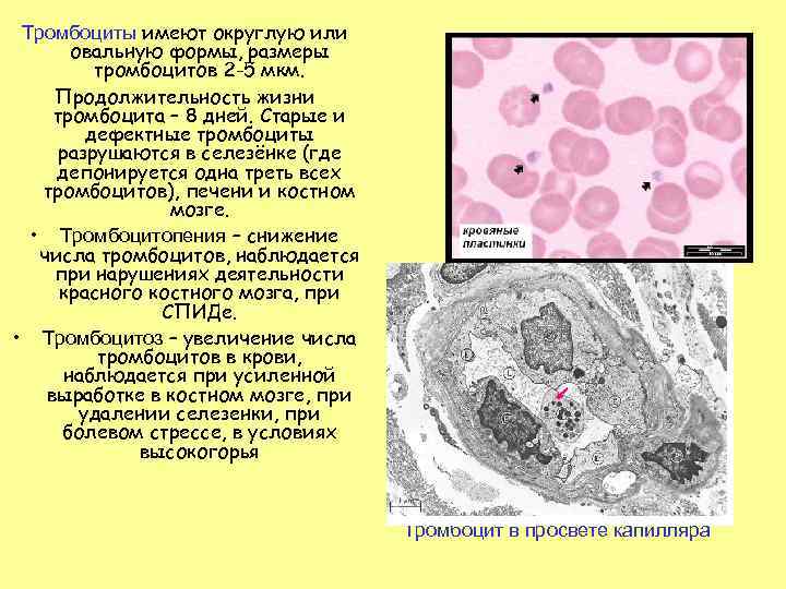 Тромбоциты имеют округлую или овальную формы, размеры тромбоцитов 2 -5 мкм. Продолжительность жизни тромбоцита