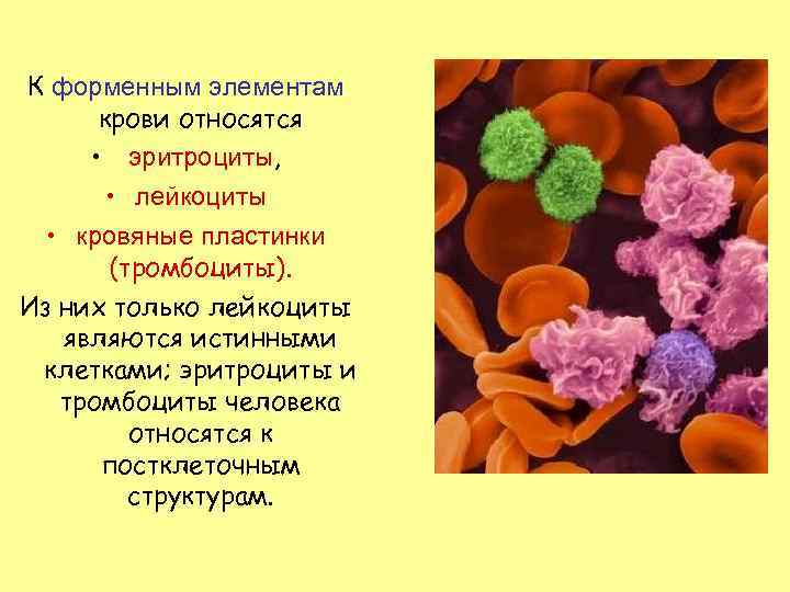 К форменным элементам крови относятся • эритроциты, • лейкоциты • кровяные пластинки (тромбоциты). Из