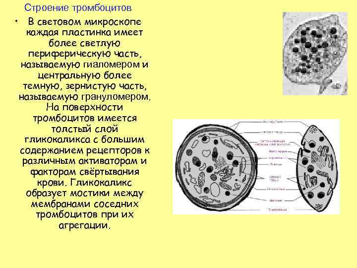 Строение тромбоцитов • В световом микроскопе каждая пластинка имеет более светлую периферическую часть, называемую