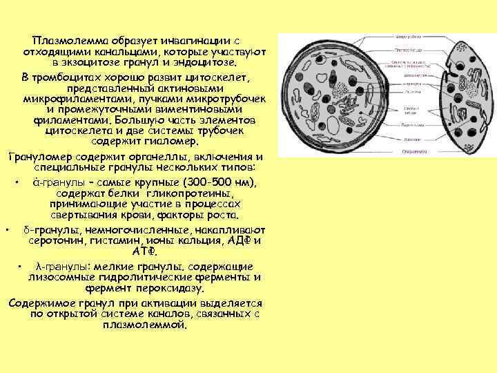 Плазмолемма образует инвагинации с отходящими канальцами, которые участвуют в экзоцитозе гранул и эндоцитозе. В