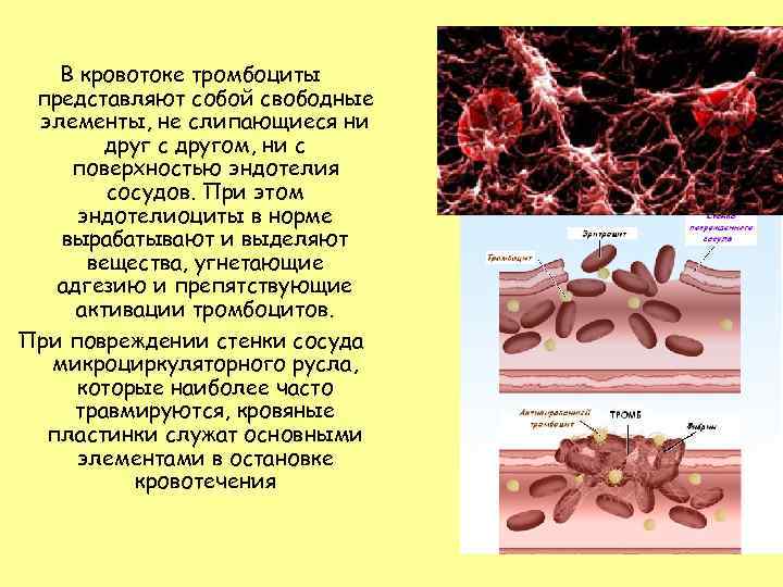 В кровотоке тромбоциты представляют собой свободные элементы, не слипающиеся ни друг с другом, ни