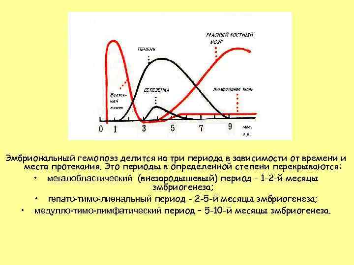 Эмбриональный гемопоэз делится на три периода в зависимости от времени и места протекания. Это