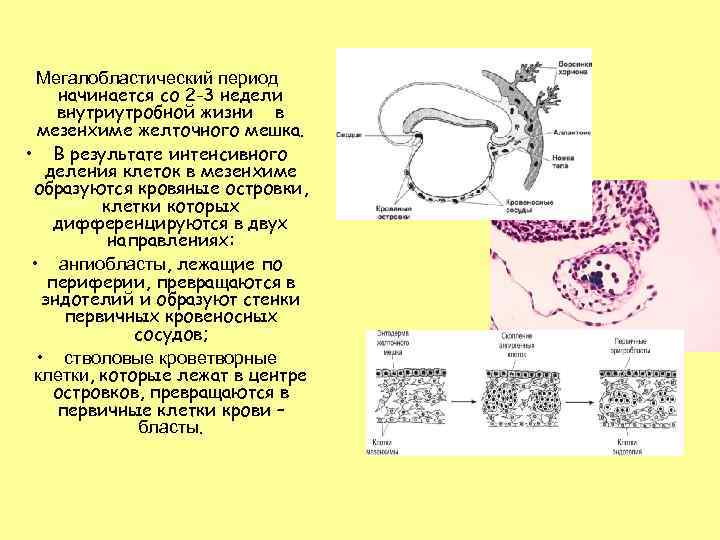 Мегалобластический период начинается со 2 -3 недели внутриутробной жизни в мезенхиме желточного мешка. •
