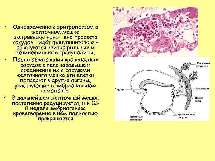  • Одновременно с эритропоэзом в желточном мешке экстраваскулярно – вне просвета сосудов -