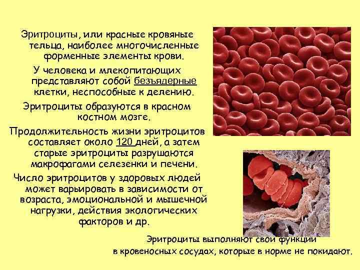 Красные кровяные тельца. Эритроциты млекопитающих. Эритроциты образуются в. Безъядерные эритроциты.