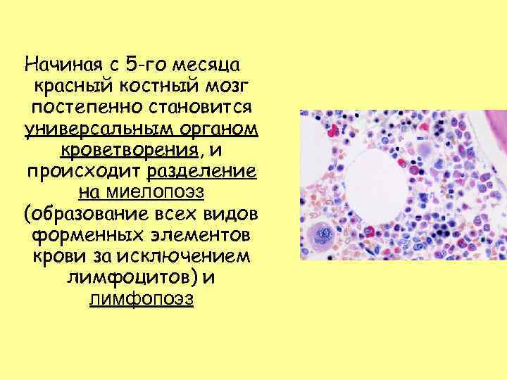 Начиная с 5 -го месяца красный костный мозг постепенно становится универсальным органом кроветворения, и