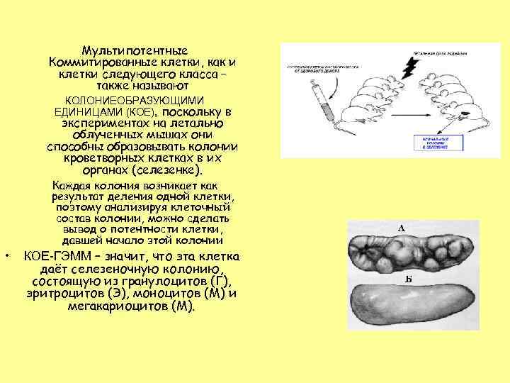 Мультипотентные Коммитированные клетки, как и клетки следующего класса – также называют КОЛОНИЕОБРАЗУЮЩИМИ ЕДИНИЦАМИ (КОЕ),