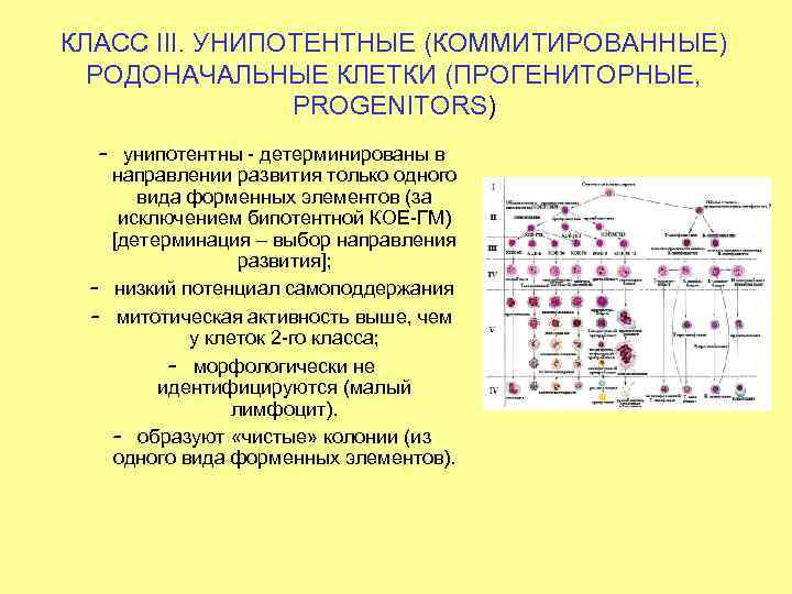 КЛАСС III. УНИПОТЕНТНЫЕ (КОММИТИРОВАННЫЕ) РОДОНАЧАЛЬНЫЕ КЛЕТКИ (ПРОГЕНИТОРНЫЕ, PROGENITORS) – унипотентны - детерминированы в направлении