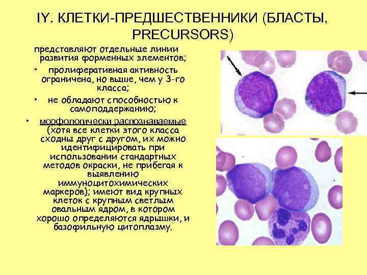 IY. КЛЕТКИ-ПРЕДШЕСТВЕННИКИ (БЛАСТЫ, PRECURSORS) представляют отдельные линии развития форменных элементов; • пролиферативная активность ограничена,