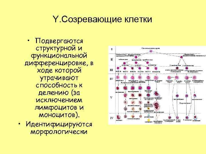 Y. Созревающие клетки • Подвергаются структурной и функциональной дифференцировке, в ходе которой утрачивают способность