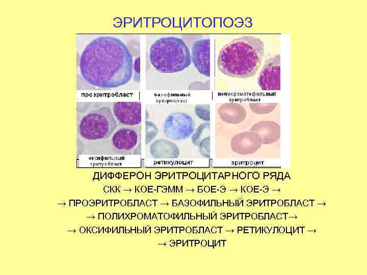 ЭРИТРОЦИТОПОЭЗ ДИФФЕРОН ЭРИТРОЦИТАРНОГО РЯДА СКК → КОЕ-ГЭММ → БОЕ-Э → КОЕ-Э → → ПРОЭРИТРОБЛАСТ
