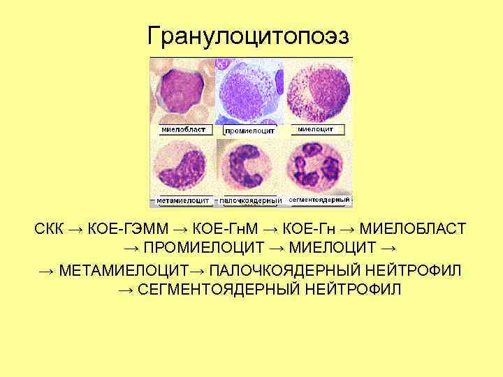 Гранулоцитопоэз СКК → КОЕ-ГЭММ → КОЕ-Гн → МИЕЛОБЛАСТ → ПРОМИЕЛОЦИТ → → МЕТАМИЕЛОЦИТ→ ПАЛОЧКОЯДЕРНЫЙ