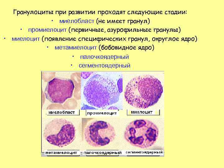 Гранулоциты при развитии проходят следующие стадии: • миелобласт (не имеет гранул) • промиелоцит (первичные,