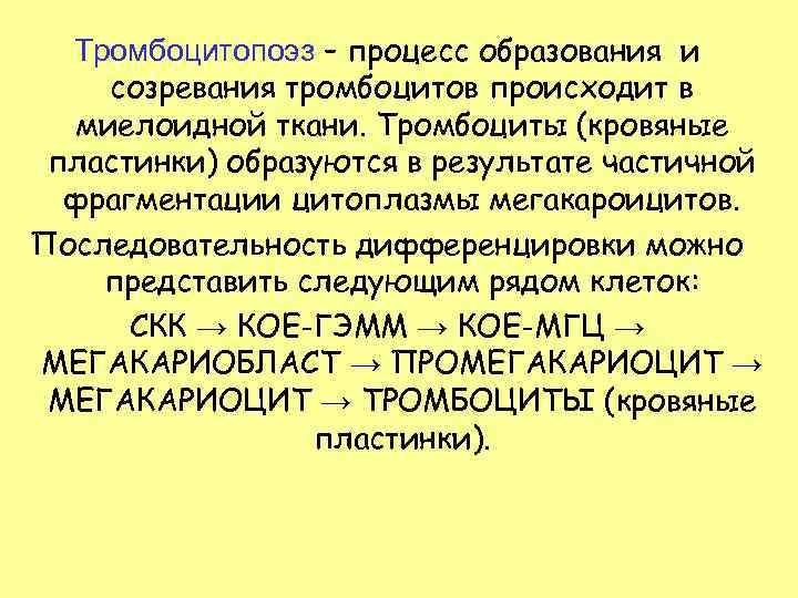 Тромбоцитопоэз – процесс образования и созревания тромбоцитов происходит в миелоидной ткани. Тромбоциты (кровяные пластинки)