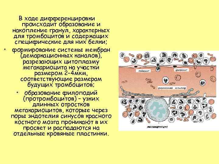 В ходе дифференцировки происходит образование и накопление гранул, характерных для тромбоцитов и содержащих специфические