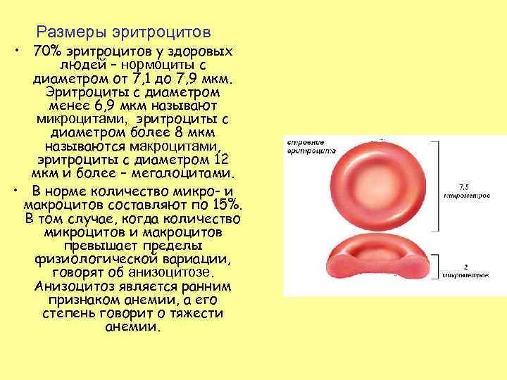 Эритроциты размер. Диаметр клетки мкм эритроцитов человека. Размер эритроцитов в крови человека. Размеры клеток крови человека. Форма клетки эритроцитов человека.