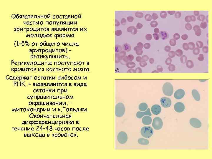 Обязательной составной частью популяции эритроцитов являются их молодые формы (1 -5% от общего числа