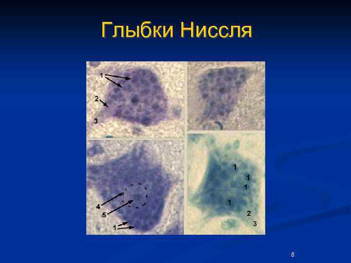 Глыбки Ниссля 6 