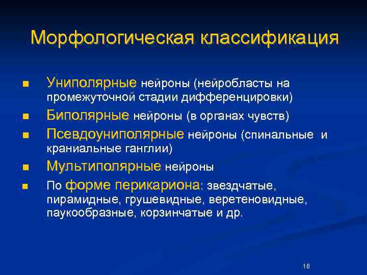 Морфологическая классификация n Униполярные нейроны (нейробласты на n промежуточной стадии дифференцировки) Биполярные нейроны (в