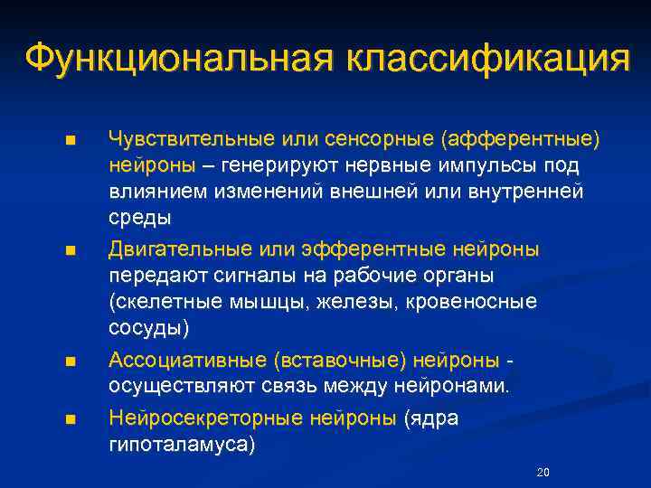 Функциональная классификация n n Чувствительные или сенсорные (афферентные) нейроны – генерируют нервные импульсы под