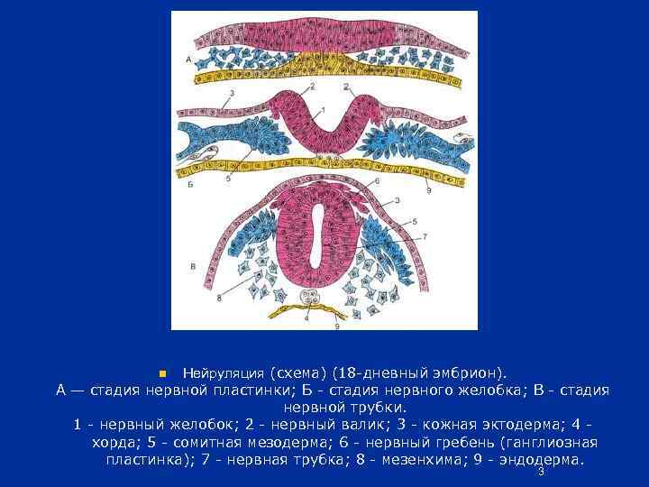 Функции нервной трубки