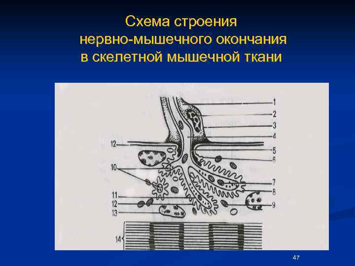 Схема строения нервно-мышечного окончания в скелетной мышечной ткани 47 