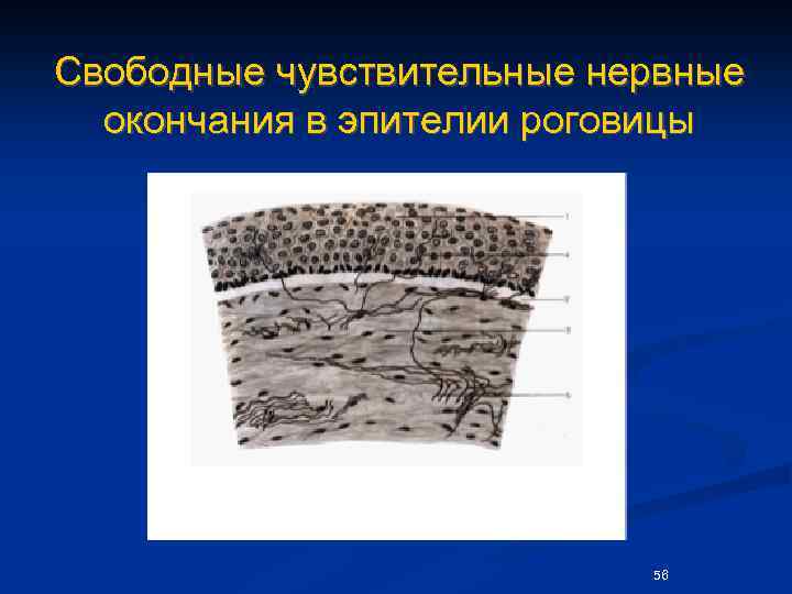 Свободные чувствительные нервные окончания в эпителии роговицы 56 